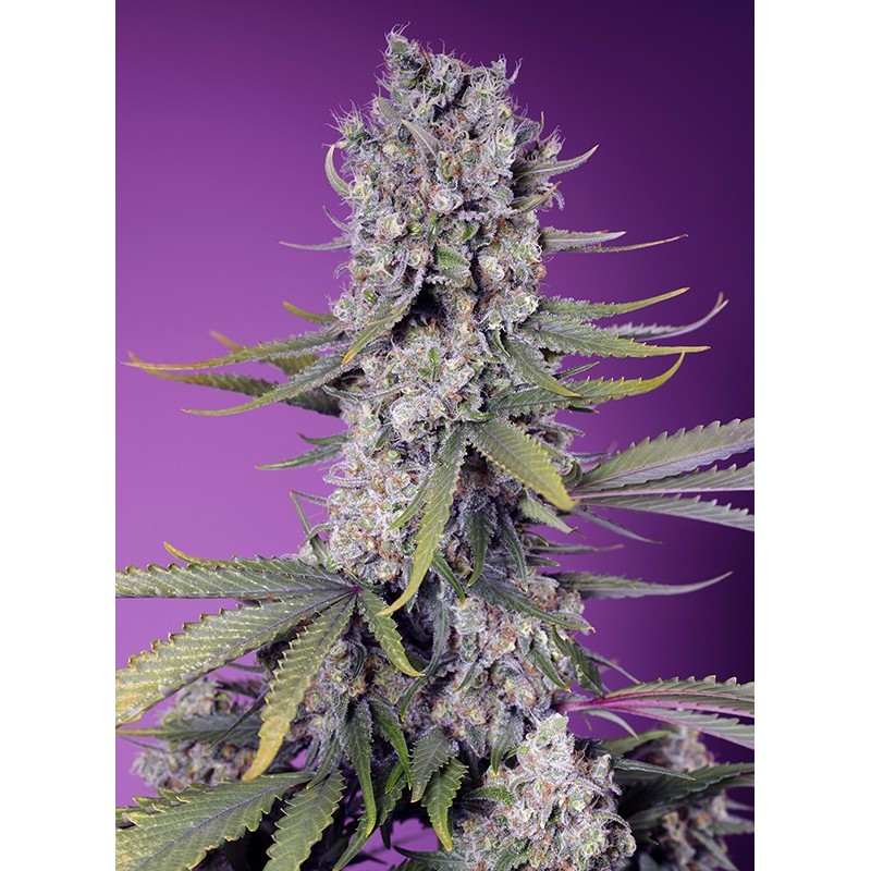PAPAYA ZOAP F1 FAST VERSION · Sweet Seeds · semi di canapa · Fem