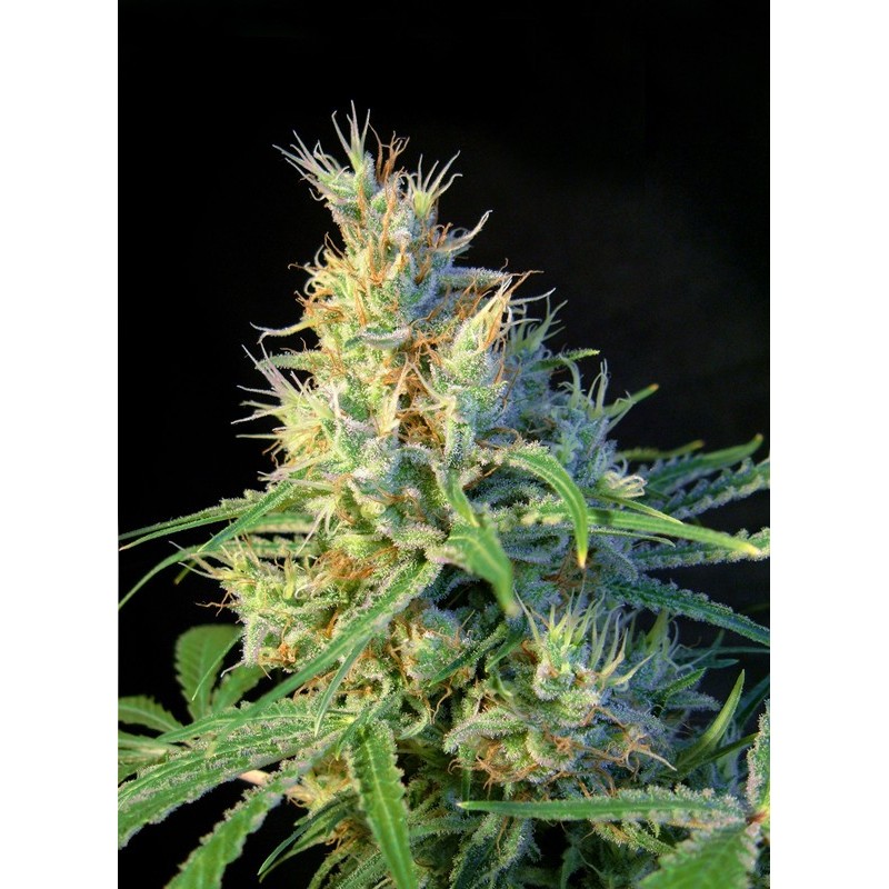 PSICODELICIA · Sweet Seeds · semi di canapa · Fem