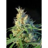 PSICODELICIA · Sweet Seeds · semi di canapa · Fem