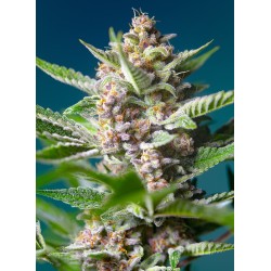 PURPLE PUNCH OG · Sweet Seeds · cannabis seeds · Fem