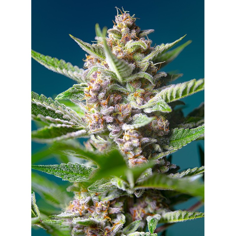 PURPLE PUNCH OG · Sweet Seeds · semi di canapa · Fem