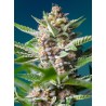 PURPLE PUNCH OG · Sweet Seeds · semi di canapa · Fem