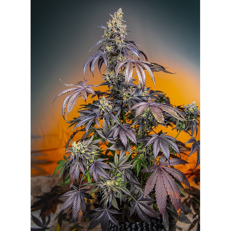 RED GORILLA GIRL XL AUTO · Sweet Seeds · semi di canapa · AutoFem