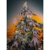 RED GORILLA GIRL XL AUTO · Sweet Seeds · semi di canapa · AutoFem