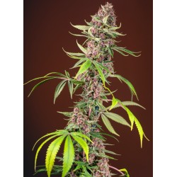 RED MANDARINE F1 FAST VERSION · Sweet Seeds · cannabis seeds · Fem