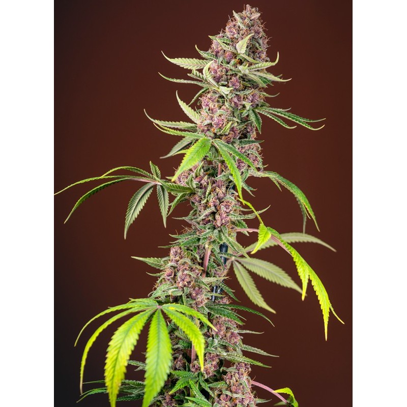 RED MANDARINE F1 FAST VERSION · Sweet Seeds · semi di canapa · Fem
