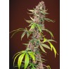 RED MANDARINE F1 FAST VERSION · Sweet Seeds · semi di canapa · Fem