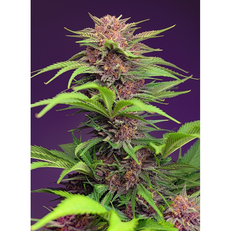 RED MIMOSA XL AUTO · Sweet Seeds · semi di canapa · AutoFem