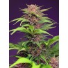 RED MIMOSA XL AUTO · Sweet Seeds · semi di canapa · AutoFem