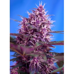 RED POISON AUTO · Sweet Seeds · sementes de maconha · AutoFem