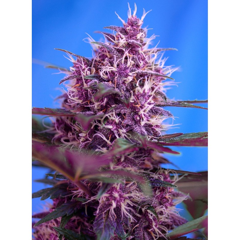 RED POISON AUTO · Sweet Seeds · semi di canapa indiana · AutoFem