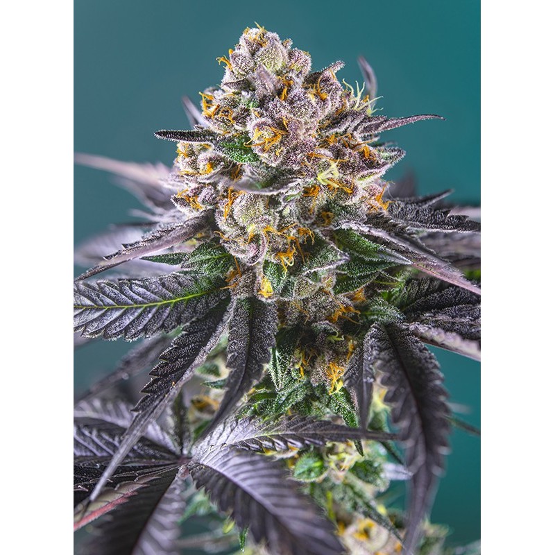 RED STRAWBERRY BANANA AUTO · Sweet Seeds · semi di canapa · AutoFem