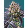 RED STRAWBERRY BANANA AUTO · Sweet Seeds · semi di canapa · AutoFem