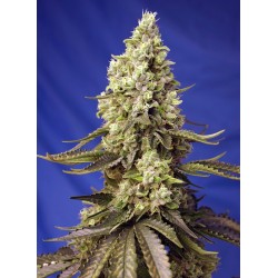 RUNTZ XL AUTO · Sweet Seeds · sementes de maconha · AutoFem