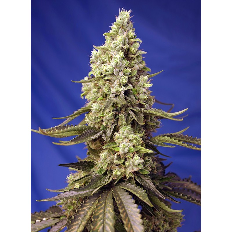RUNTZ XL AUTO · Sweet Seeds · semi di canapa · AutoFem