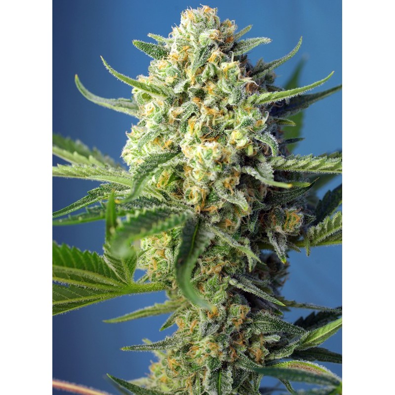S.A.D. SWEET AFGANI DELICIOUS AUTO · Sweet Seeds · semi di canapa · AutoFem