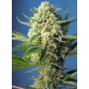 S.A.D. SWEET AFGANI DELICIOUS  AUTO · Sweet Seeds · semi di canapa · AutoFem