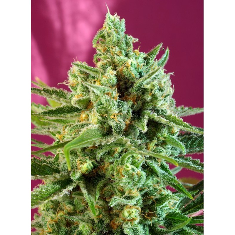 S.A.D. SWEET AFGANI DELICIOUS CBD · Sweet Seeds · semi di canapa · Fem