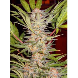 S.A.D. SWEET AFGANI DELICIOUS F1 FAST VERSION · Sweet Seeds · cannabis seeds · Fem