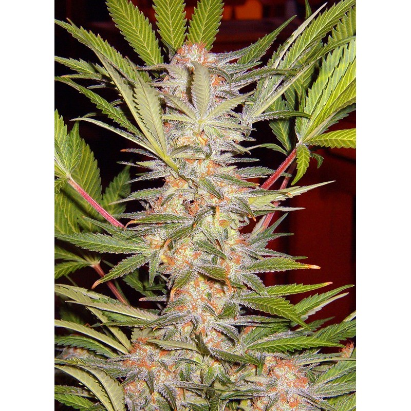 S.A.D. SWEET AFGANI DELICIOUS S1 · Sweet Seeds · cannabis seeds · Fem