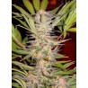 S.A.D. SWEET AFGANI DELICIOUS S1 · Sweet Seeds · cannabis seeds · Fem