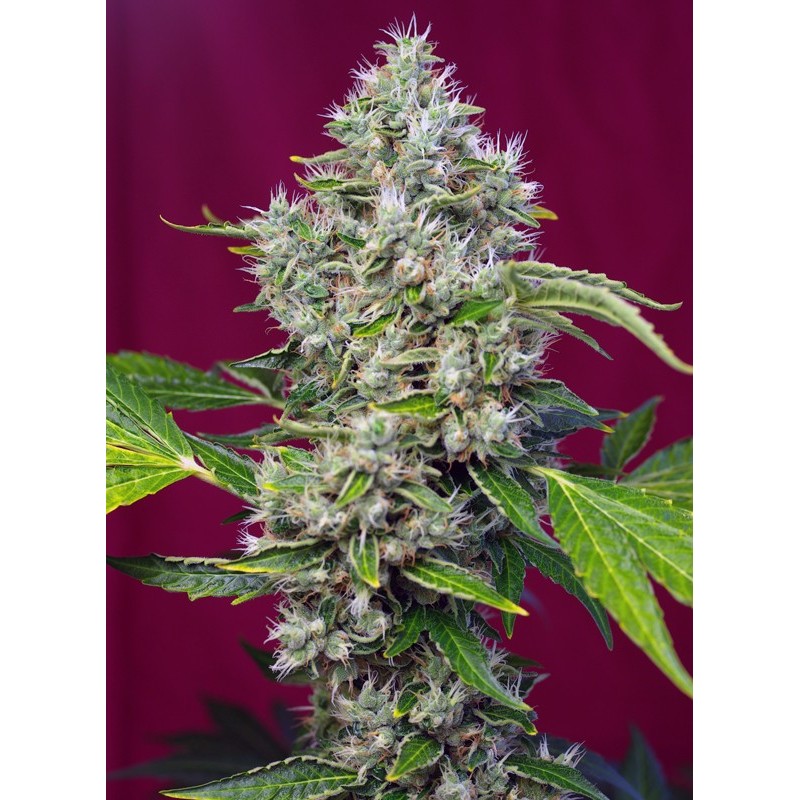 SAN FERNANDO LEMON KUSH · Sweet Seeds · cannabis seeds  · Fem