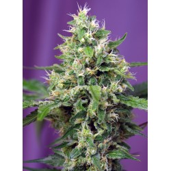 SWEET AMNESIA HAZE XL AUTO · Sweet Seeds · sementes de maconha · AutoFem
