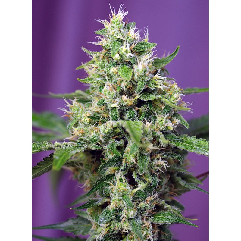 SWEET AMNESIA HAZE XL AUTO · Sweet Seeds · semi di canapa · AutoFem