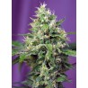 SWEET AMNESIA HAZE XL AUTO  · Sweet Seeds · semi di canapa · AutoFem