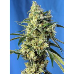 SWEET AMNESIA HAZE · Sweet Seeds · cannabis seeds · Fem