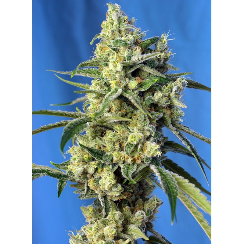 SWEET AMNESIA HAZE · Sweet Seeds · semi di canapa · Fem