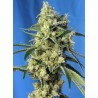 SWEET AMNESIA HAZE · Sweet Seeds · semi di canapa · Fem