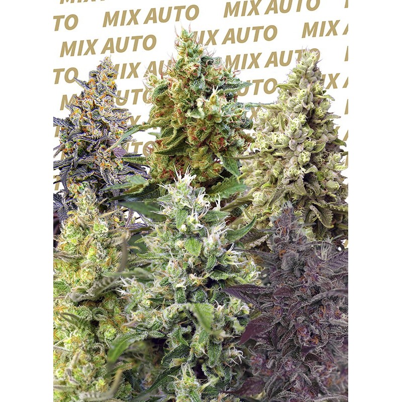 SWEET MIX AUTO · Sweet Seeds · semi di canapa · AutoFem