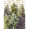 SWEET MIX AUTO · Sweet Seeds · cannabis seeds · AutoFem