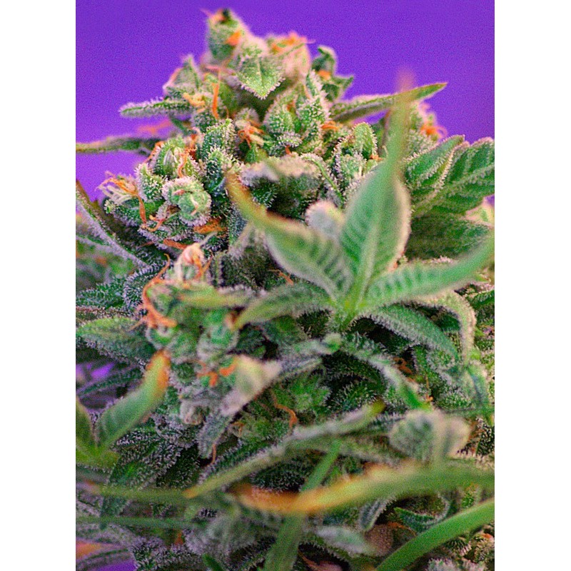 SWEET CHEESE F1 FAST VERSION · Sweet Seeds · semi di canapa indiana · Fem