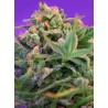 SWEET CHEESE F1 FAST VERSION · Sweet Seeds · semi di canapa indiana · Fem