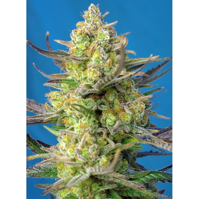 SWEET CHEESE XL AUTO · Sweet Seeds · cannabis seeds · AutoFem