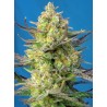 SWEET CHEESE XL AUTO · Sweet Seeds · semi di canapa · AutoFem