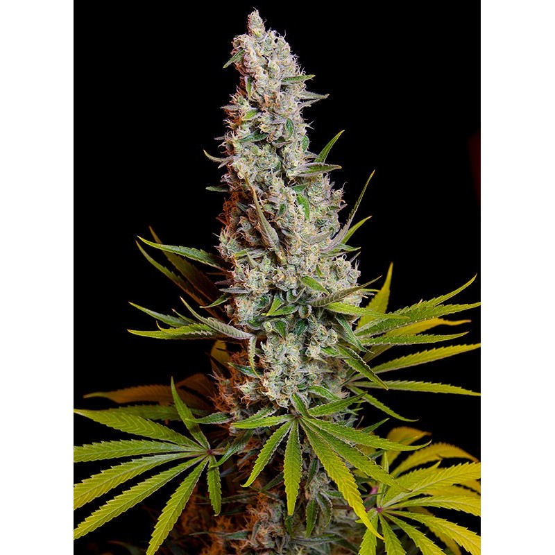 SWEET CHEESE · Sweet Seeds · semi de maconha · Fem