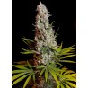 SWEET CHEESE · Sweet Seeds · cannabis seeds · Fem