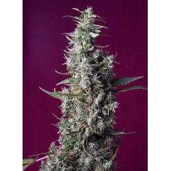 SWEET CHERRY PIE · Sweet Seeds · cannabis seeds · Fem