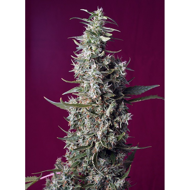 SWEET CHERRY PIE · Sweet Seeds · semi di canapa · Fem