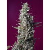SWEET CHERRY PIE · Sweet Seeds · semi di canapa · Fem