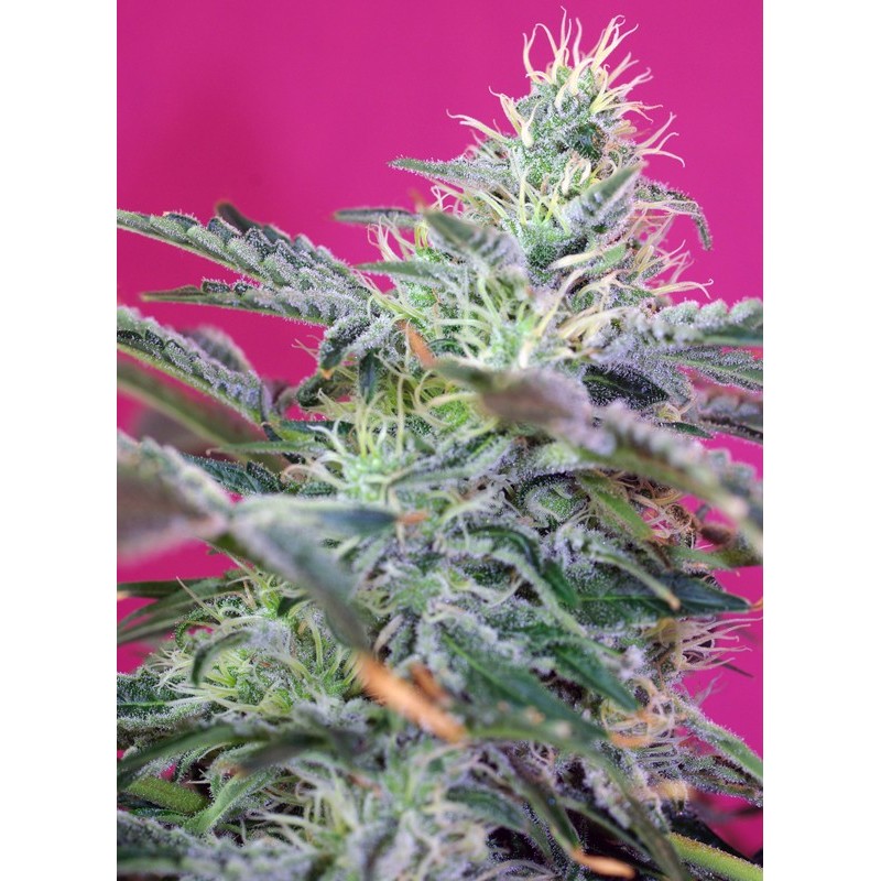 SWEET CHEESE AUTO · Sweet Seeds · semi di canapa · AutoFem