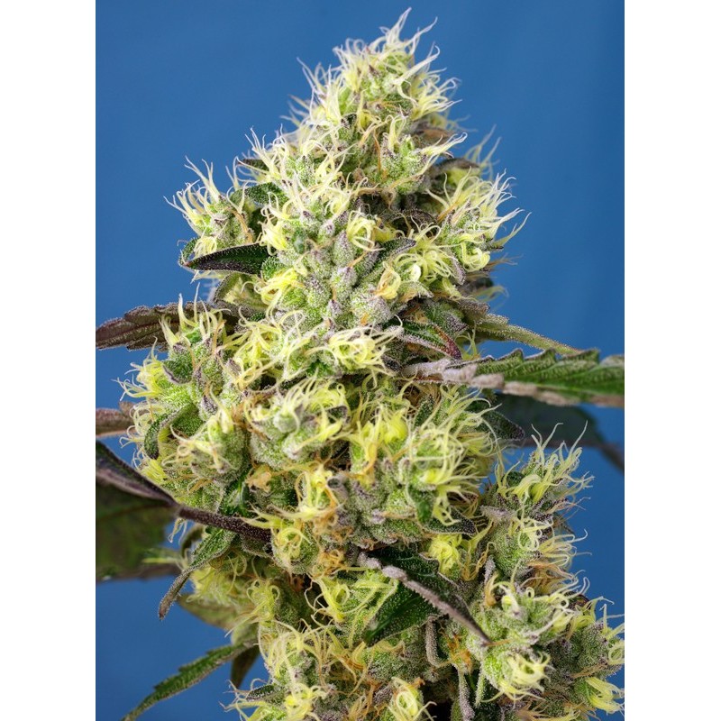 SWEET GELATO AUTO · Sweet Seeds · semi di canapa · AutoFem