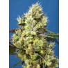 SWEET GELATO AUTO · Sweet Seeds · semi di canapa · AutoFem