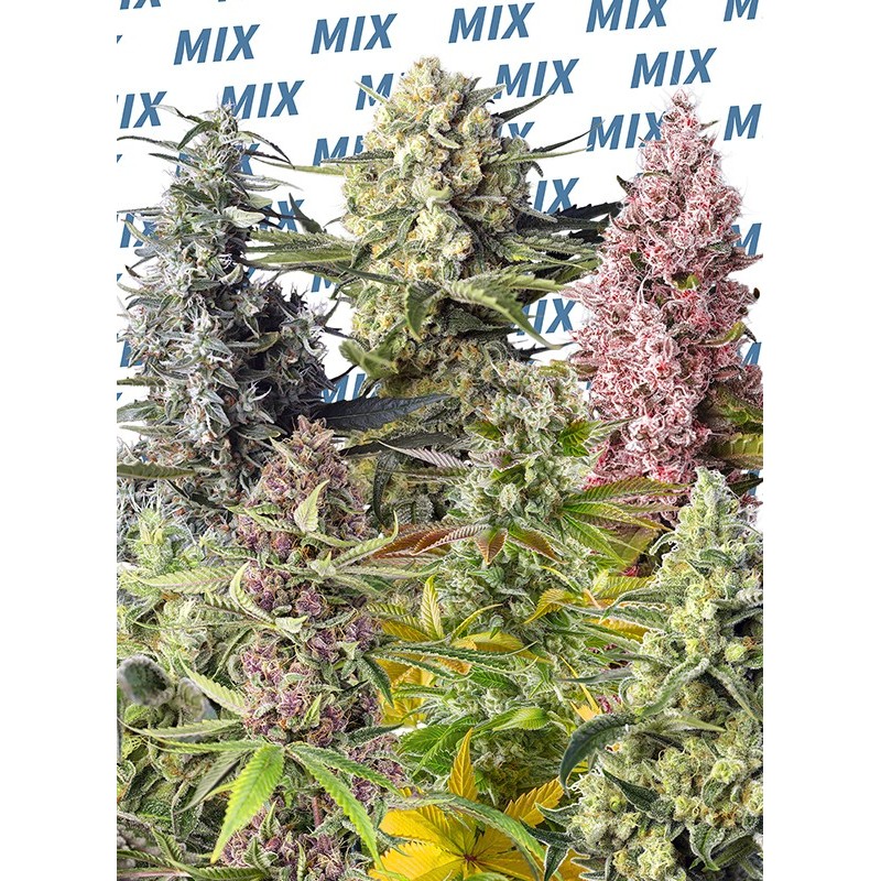 SWEET MIX FOTODEPENDIENTE · Sweet Seeds · semi di canapa indiana · Fem