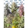 SWEET MIX FOTODEPENDIENTE · Sweet Seeds · semi di canapa indiana · Fem