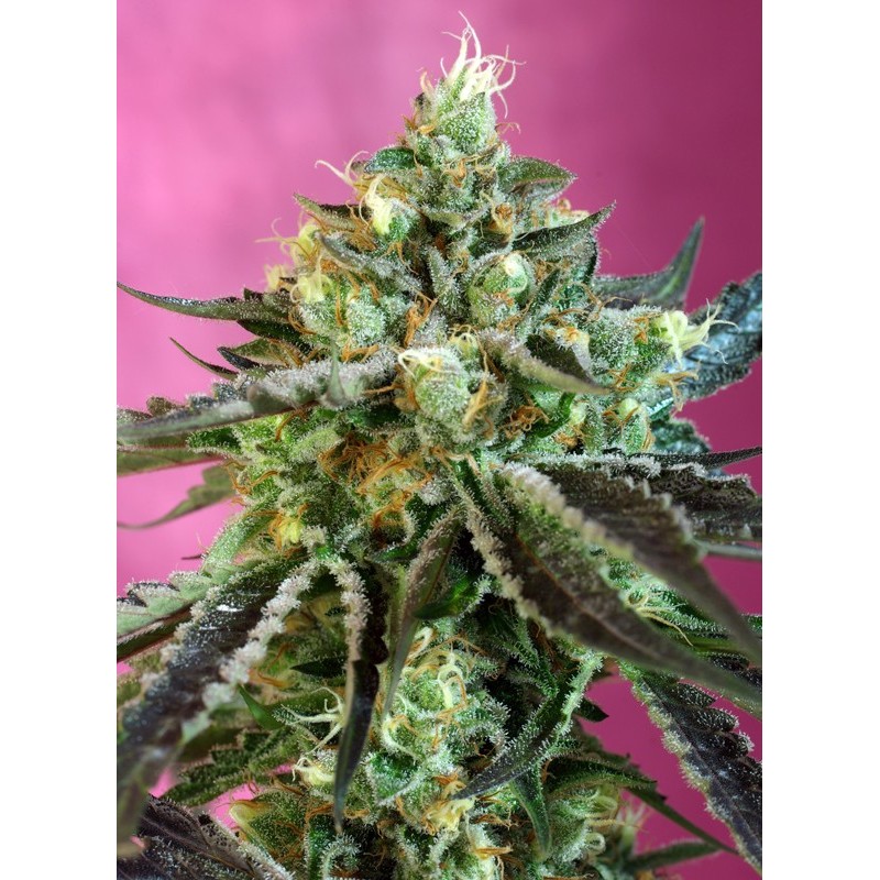 SWEET NURSE AUTO CBD · Sweet Seeds · cannabis seeds · AutoFem