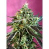 SWEET NURSE AUTO CBD · Sweet Seeds · semi di canapa · AutoFem